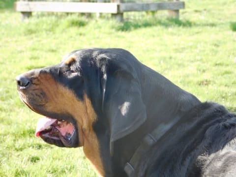 Side view of a black and tan bloodhound head with long ears and loose skin