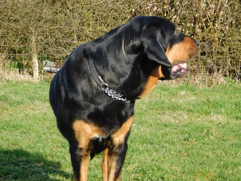 A black and tan bloodhound sitting on grass looking to the side