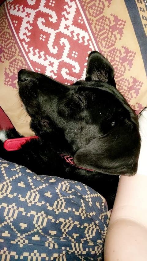 A black dog asleep on a patterned cushion