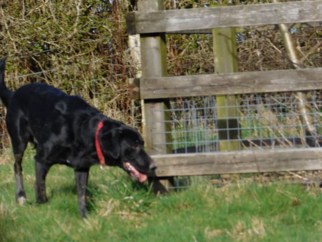 A black labrador cross bloodhound with a red collar beside a wooden fence