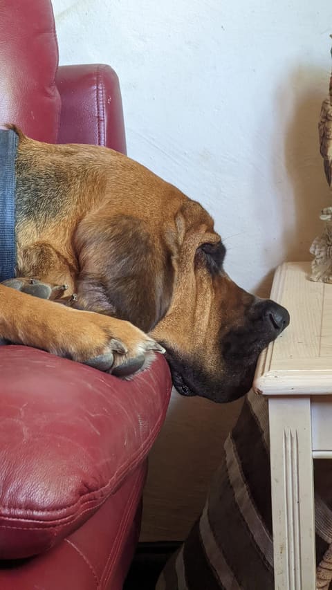 A red bloodhound resting its head on the arm of a red sofa