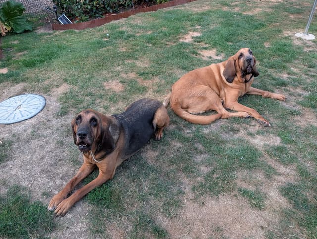 Two bloodhounds, one black and tan and one red, lying on a lawn