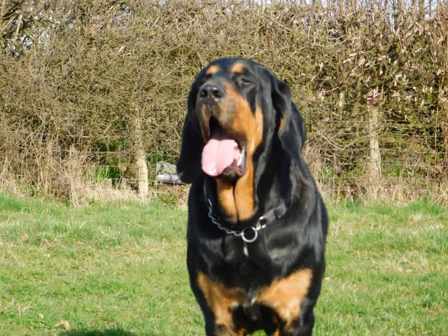 A black and tan bloodhound facing the camera with its mouth open
