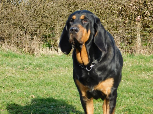 A black and tan bloodhound facing the camera with its tongue out