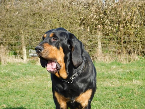 A black and tan bloodhound with long hanging ears looking to one side