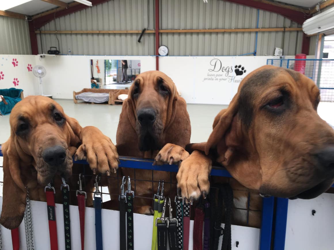 Three red bloodhounds resting their paws on a counter and looking at the camera