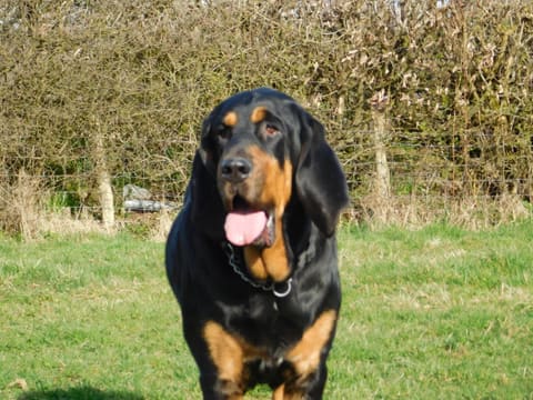 A black and tan bloodhound standing on grass with its tongue out