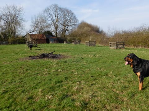 A black and tan bloodhound standing on a grass field with trees behind