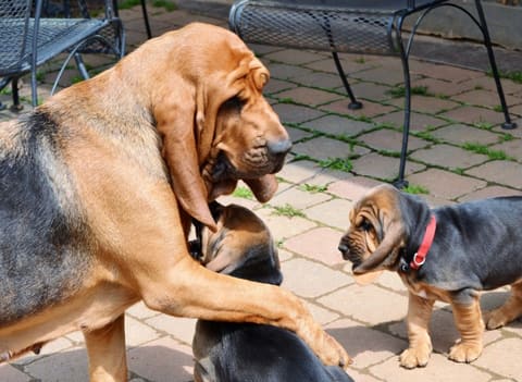 A red bloodhound greeting two younger dogs on a patio