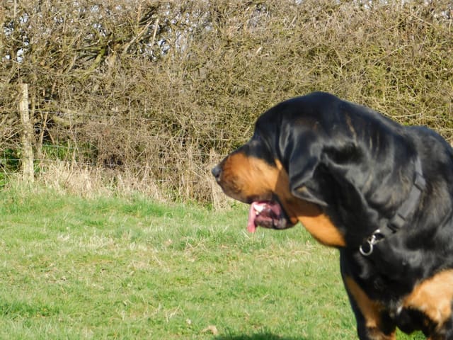 A black and tan bloodhound with a long tongue looking to the side