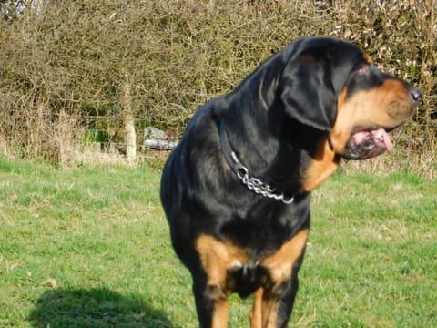 A black and tan bloodhound standing in profile in a field