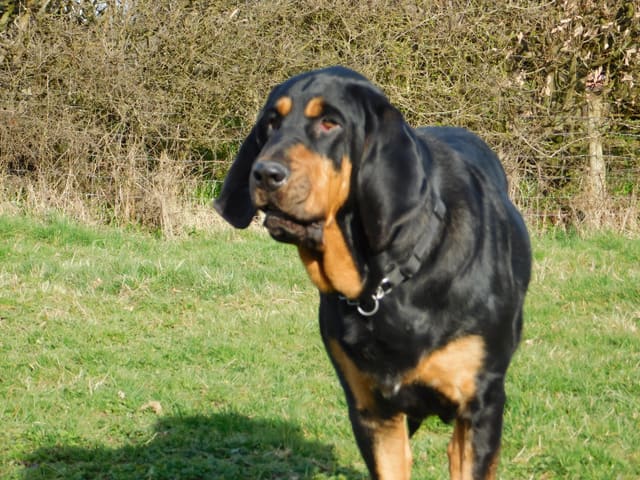 A black and tan bloodhound standing calmly on grass