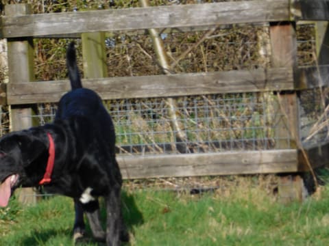 A black labrador cross bloodhound walking across a grass field with a red collar