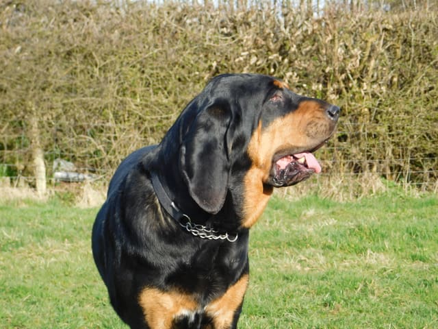 A black and tan bloodhound looking up with long ears on a sunny field