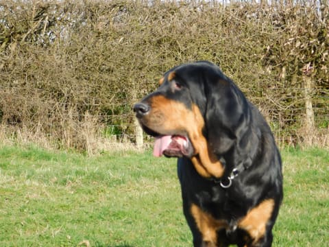 A black and tan bloodhound looking to one side with its tongue out