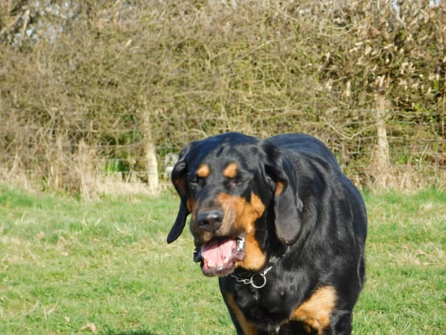 A black and tan bloodhound standing attentively on grass