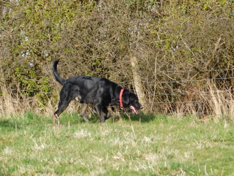 A black labrador cross bloodhound with a red collar following a scent along a hedge