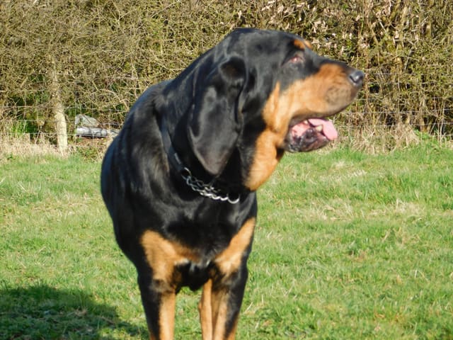 A black and tan bloodhound looking up and to the side on a sunny field