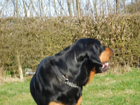 A black and tan bloodhound lowering its head in a grassy field